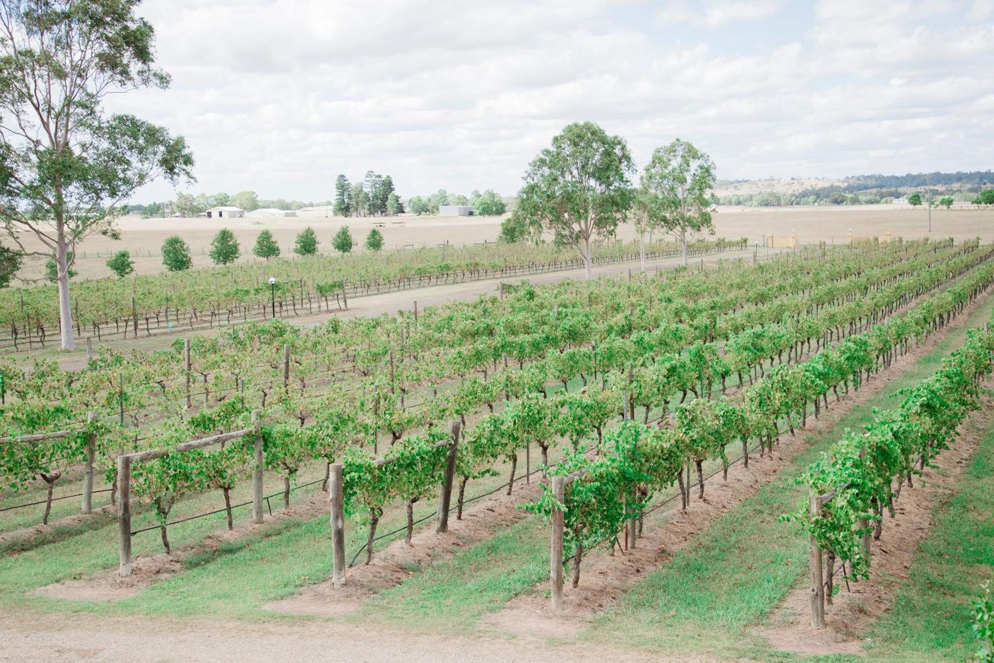 Hotel Tranquil Vale Vineyard à Luskintyre Extérieur photo