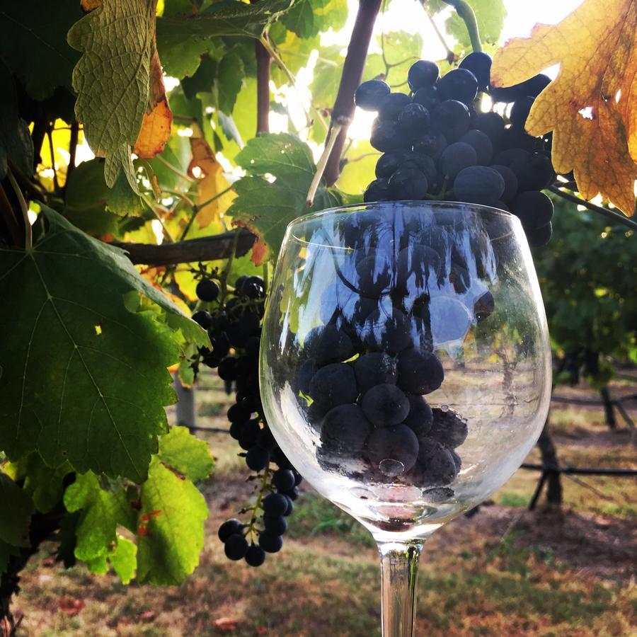 Hotel Tranquil Vale Vineyard à Luskintyre Extérieur photo